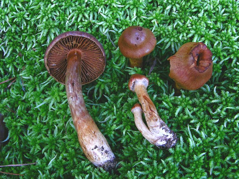 Cortinarius rubellus Cooke